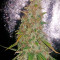 White Widow Autoflowering feminized seeds