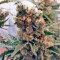 Green Poison Seeds