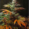 Jack 47 F1 Fast Version feminized seeds