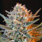 Jack 47 F1 Fast Version Seeds