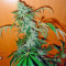 Ketama feminized seeds