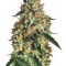 Sapphire OG Seeds
