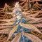 Amherst Sour Diesel (Humboldt Seeds Organization)