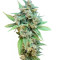 Thai Fantasy (Kannabia Seeds)