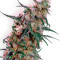 Super Haze Seeds