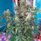 Auto Blue Pyramid strain
