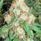 Auto Bubble Gum Seeds