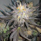 Blue Velvet feminized seeds