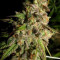 Cannatonic Seeds