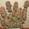 Crystal METH Auto Seeds