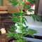 Moby Dick Autoflowering feminized seeds