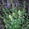 Graines de cannabis Original Amnesia (Dinafem Seeds)