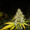 White Widow feminized seeds (Medical Seeds)