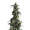 Domina Haze Seeds