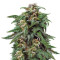 Biddy Early feminized seeds