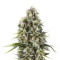 Chocolate Haze Seeds