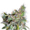 Graines de cannabis Magic Bud (Paradise Seeds)