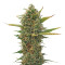Super Skunk regular seeds (Sensi Seeds)