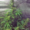 Cookies Kush Seeds