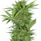 Easy Sativa (Female Seeds)