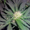 Graines de cannabis Lemon OG Haze Auto (Nirvana Seeds)