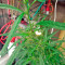 Lithium OG Kush (Nirvana Seeds)