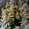 LSD (Barney's Farm)