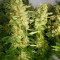 Mother Gorilla (Royal Madre) (RQS)