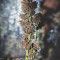 Crystal METH Auto Seeds