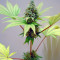 Durga Mata (Paradise Seeds)