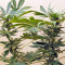 Karibbean Mango (Kannabia Seeds)