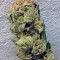 Kaya Gold Seeds