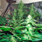 Mataro Blue Max Auto (Kannabia Seeds)