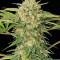 Motavation feminized seeds