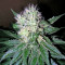 Smile Max Auto feminized seeds