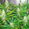 Semillas White Russian feminizadas (Serious Seeds)