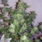 Sugar Gom Auto Seeds