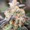Graines de cannabis Passion Fruit (Dutch Passion)