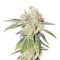 Deep Neville regular (Medical Seeds)