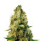 Graines de cannabis Cheesy Mist Tree (Teasy Mist Tree) (KFC Seeds)