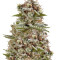 White Widow Auto (Vision Seeds)