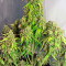 StarRyder Auto feminized seeds