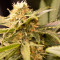 Graines de cannabis Black Dream (Eva Seeds)