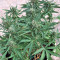 Blue Critical Autoflowering Seeds