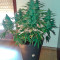 Blue Mammoth cannabis strain