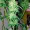 Bubba Kush Autoflowering Seeds