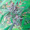 Critical + 2.0 Autoflowering feminized seeds