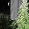 Deep Neville regular (Medical Seeds)