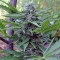 Buddha Deimos Auto feminized seeds