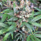 Kali Mist Regular seeds